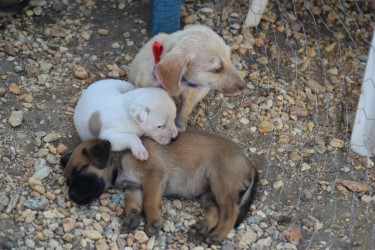 La Asociación Civil “Respeto por los animales”, no solo da en adopción los perros, sino que le dan un seguimiento a los que se llevan.