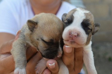 Debido al buen resultado de la campaña de adopción de perros por parte de la Asociación Civil “Respeto por los animales”, se realizará la segunda jornada.